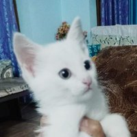 𝘾𝙃𝙊𝙇𝙀 𝘽𝙃𝘼𝙏𝙐𝙍𝙀 (@cholebhaturegg) 's Twitter Profile Photo 𝘾𝙃𝙊𝙇𝙀 𝘽𝙃𝘼𝙏𝙐𝙍𝙀 (@cholebhaturegg) 's Twitter Profile Photo