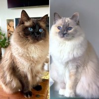 Prince Toby & Princess Betty #OTRB(@Betty_Boo_Kat) 's Twitter Profile Photo