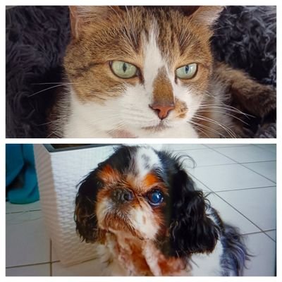 R!🌿🫒🇨🇵Pionnière
#Zemmour2027
#Macrondégage
Anti-gauchos+++
#StopSouffranceAnimale🐱🐶
Perdez pas votre temps si Insultes =je bloque