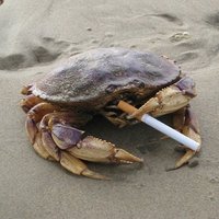 Crabycrab M.Craber(@Therealcangrejo) 's Twitter Profile Photo