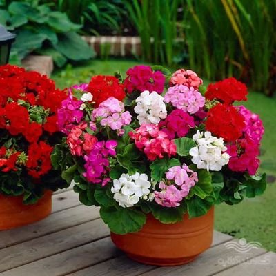 چون میگذرد غمی نیست...
میشه برای شادی روح پدرم صلوات بفرستید 🥺