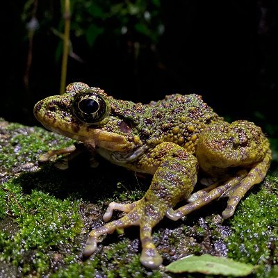 ヒキガエルやカエルも含め、すべての生き物の音楽は愛と関係があります。 それは人間も同じではないでしょうか？