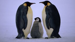 SciChat's profile picture. 