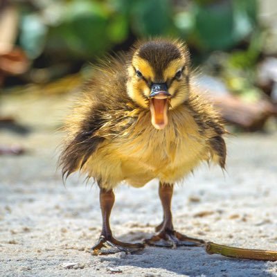 If ducks knew about #longcovid, they would fucking hate it