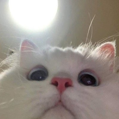 funnyanimal0_ Profile Picture