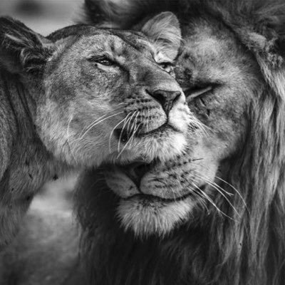 متذوقه مقتبسه ليس كل مافي صفحتي من مجهودي ولا كل ما تقراءون يمثل حياتي مجرد ذائقه 🌹 💔❤️