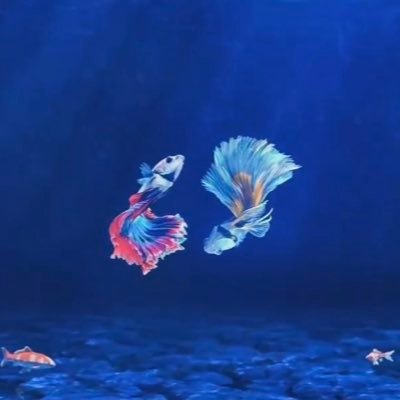 Fish are Friend, not food 🐟🐠. Tiktok/youtube: tank.scaping, Instagram: tankscaping.official