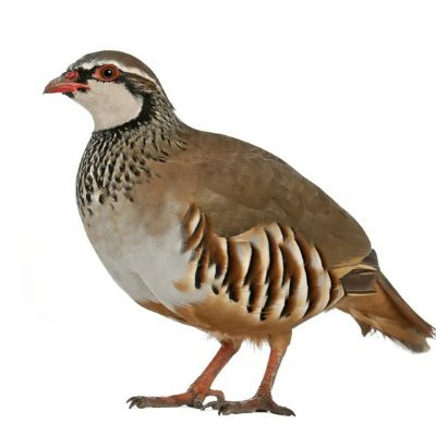 bysozer's profile picture.