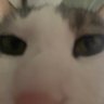 beansboye's profile picture. gay internet cat, recipe enthusiast, 日本語の学生