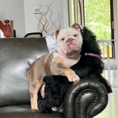 wife, mom, grandmother, breeder of AKC English & French Bulldogs, 🌛🌖🌜