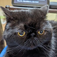 ねむ (@avocadoavoider) 's Twitter Profile Photo ねむ (@avocadoavoider) 's Twitter Profile Photo