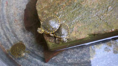 grandmajane3's profile picture. Retired, grandma who loves kids, animals, and flower gardening