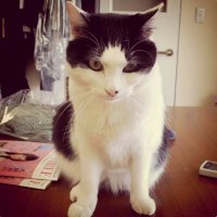 ときめきネコチャンメモリアル (@nekosocks) 's Twitter Profile
