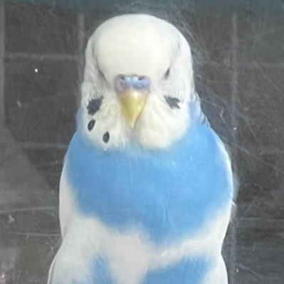 2023/8/10にベランダから逃げてしまった青色のセキセイインコを探しております。 特徴としてはオスですが鼻が完全に青色ではなく、頭とお腹と羽の一部が白色で嘴近くの黒いゴマが右のみにあります。情報ありましたらご連絡いただけますと幸いです。 #拡散希望 #インコ迷子 #インコ保護 #東京都小平市 #青色インコ