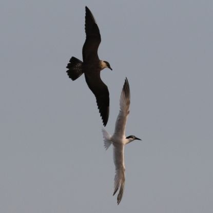 Keen 19 year old birder