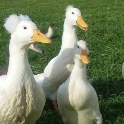 iampamelabroker's profile picture. Perfection is not attainable, but if we chase perfection, we can catch excellence.