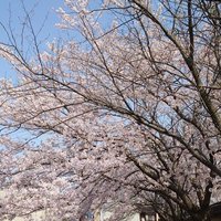 saya (@saya16202594) 's Twitter Profile Photo saya (@saya16202594) 's Twitter Profile Photo