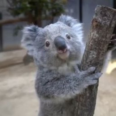 wongchris33835's profile picture. 