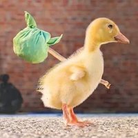 🐤🐤چوچا جی 🐤🐤 (@chuchaji) 's Twitter Profile Photo 🐤🐤چوچا جی 🐤🐤 (@chuchaji) 's Twitter Profile Photo
