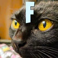 ♠️ Markez_9 🐈⬛ LQSA x FORTNITE ⬇️ (@maarkez_9) 's Twitter Profile