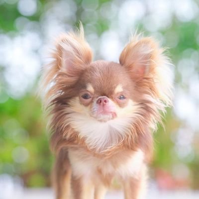 Welcome to @Chihua_Heaven 🐕 We share daily #chihuahua Contents 🐾 Follow us if you really love chihuahua