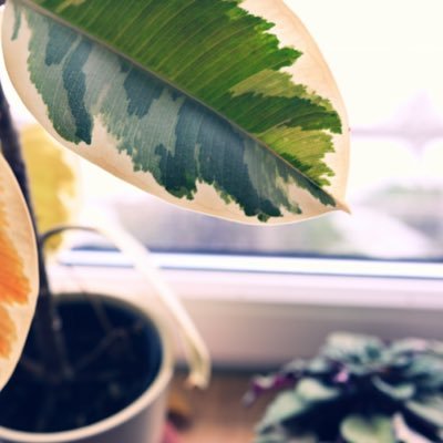 vikramjeetsaran's profile picture. 