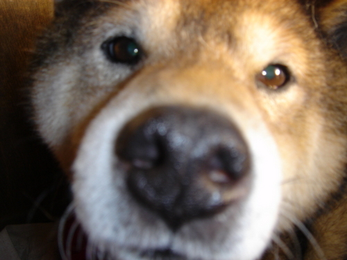 MISTさん@白玉しるこ のアバター