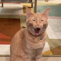 Nitro (@nitro_535) 's Twitter Profile