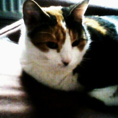 andrewadams1891's profile picture. affiliated @twitch streamer proud member of we stand United stream team