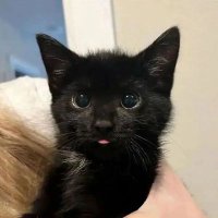 Louis_Fishhh (@louis_qwq) 's Twitter Profile