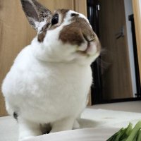 ペル🐰チャクル🐰はる🐶(@peruchacu) 's Twitter Profile Photo