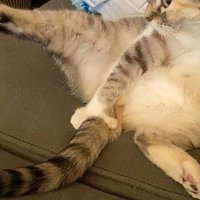 Raul Single Dotado Puebla (@r_single_pue) 's Twitter Profile