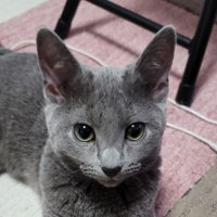 オダリン🐈‍⬛ゆづ(@odarussianyuzu) 's Twitter Profile Photo