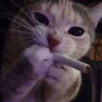 mrow (@realmrow) 's Twitter Profile