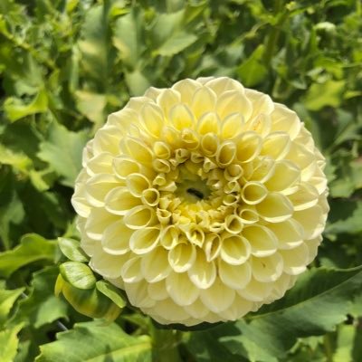 kwnshsk's profile picture. 好→Coffee☕️音楽🎶呪術廻戦🤞ポンポン持たせたら勝手に踊ります。陽気に踊ることを心がけてます🕺✨