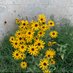 نحو الجنّة 🌻 (@aleslam55_) Twitter profile photo نحو الجنّة 🌻 (@aleslam55_) Twitter profile photo