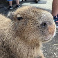 ずんどちゃん (@aksabu77) Twitter profile photo