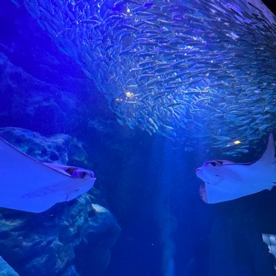 xo77__'s profile picture. 𓈒𓂂𓏸 YouTube AAA Nissy 宇野実彩子 aヲタ 優里 YOASOBI マルシィ アニメ 歌い手 お歌と食べることが好き 色んなヲタクしてます(〃)/ シンママ ただのOL ※去るもの追わず ⚠️勧誘系不要 プレゼント送り先↓