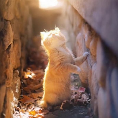 polarisrm6's profile picture. A NFT Enthusiast🥰🥰   Polaris#1101