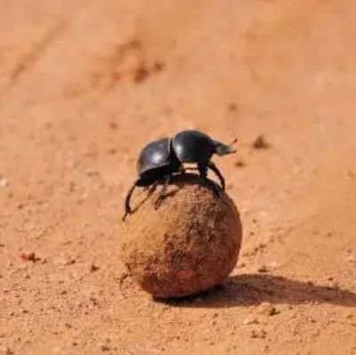 I am a dung beetle_(:зゝ∠)_
My English is not good,but I try  to Iearn.(˃ ⌑ ˂ഃ )