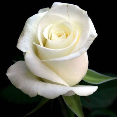 11_Rose_18's profile picture. 