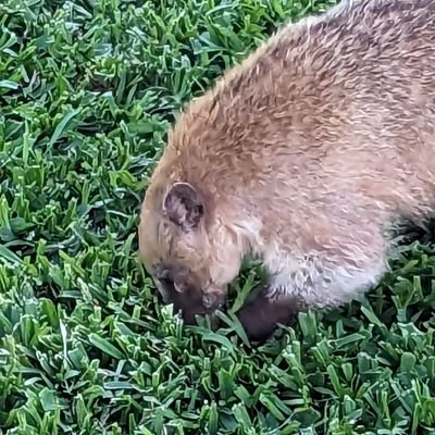 opherpas's profile picture. Humaniste Civiliste
Informatique, Sciences, Musique, Politique, Énergie et Systèmes Passifs, Environnement
On peut vivre⤴️avec⤵️⚡et à ⤵️coûts
Je/On/Nous