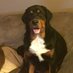 Berner / Rottie Mom (@lake1b) Twitter profile photo