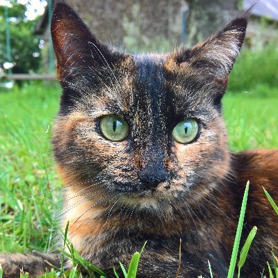 CatsInFrance Profile Picture