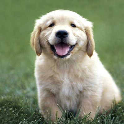 If you aren't happy, you need more Golden Retriever in your life. I'm very popular with the AI Ladies so be warned.