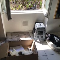 🇨🇭🇲🇫😻😻🐕ShetlandBis (@shetlandbis) 's Twitter Profile