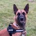 Police Dog Maisie (@PD2050MAISIE) Twitter profile photo
