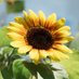 🌻 (@kxszlgaoiead7sf) Twitter profile photo 🌻 (@kxszlgaoiead7sf) Twitter profile photo