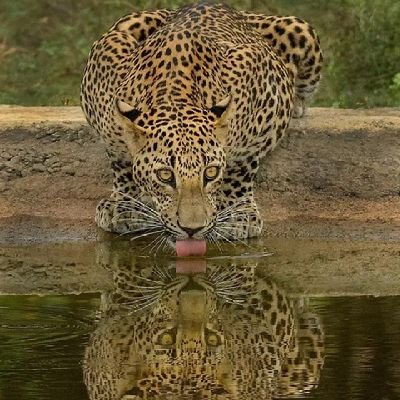 NyundoSalomon's profile picture. webmaster/django