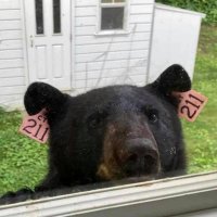 🐻 (@den4thots) 's Twitter Profile